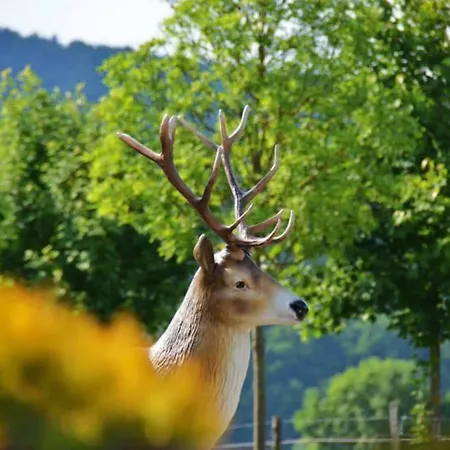 多恩罗森索瓦尔德霍特尔酒店 酒店 *