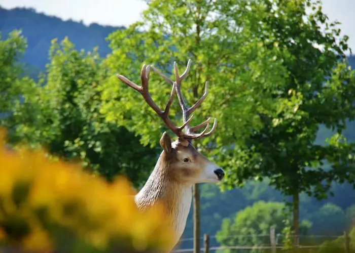 Waldhotel Dornroeschenshoeh Hotel *